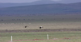 black-naped cranes over the plains