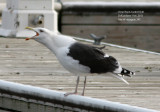 Great Black-backed Gull