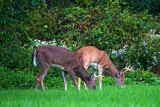 a couple of bucks