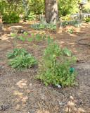 Honeysuckle Claveys Dwarf #450 (7651)