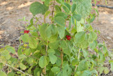 Honeysuckle Claveys Dwarf Berries #450 (7654)