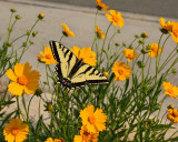 Swallowtail Butterfly on Coreopsis #298 (1752)