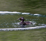 Least-Grebe-1.jpg