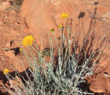 Desert-Marigold-1.jpg