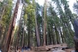 Pine-and-Sequoia-trees.jpg