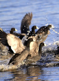 American-Coot