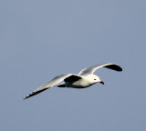 Seagull-over-Eivissa.jpg