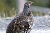 Blue Grouse-1.jpg