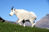 Mountain-Goat-1.gif