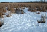 Mer Bleue, Ottawa, Ontario