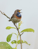 Blauwborst / Bluethroat