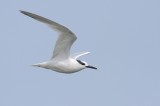 Grote stern / Sandwich tern