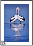 Pelican-Love.