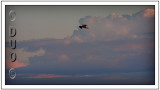 Osprey-Circling-Looking-For-The-Last-Tasty-Morsel-Before-Returning-To-The-Nest-Near-The-Bowling-Club.