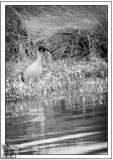 Watchful-Ibis.