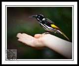 New-Holland-Honey-Eater.