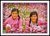 Straw-Wildflowers Western-Australia-Coloured. NFS