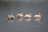 Roze pelikanen (White Pelicans)