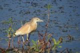 Ralreiger (Squacco Heron)