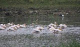 Limni Kerkini - White Pelicans