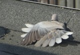 Turkse Tortel (Collared Dove)