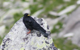 Alpenkauw (Alpine Chough)