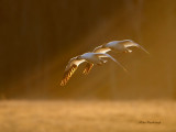 Snow Geese Bathing In The Springs Suns Rays
