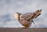 Snowy Owl - Taking Care Of Business