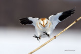 Im Going To Make It!   Snow Bunting