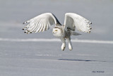 Weve Got Lift - Snowy Owl