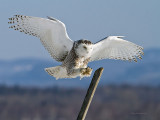 Olympic Avian Pole Vaulter - Snowy Owl