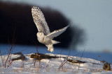 Oh, To Be Young Again! - Juvenile Snowy Owl
