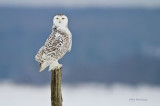 Pumped Up With Pride - Juvenile Snowy Owl