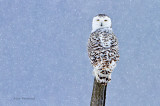 Whats All This White Stuff? Young Snowy Owl