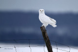 Macho Male - Snowy Owl