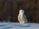 Snowy Owl With Dancing Billowing Snow - Danse De Rafale De Neige