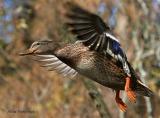 Autumn Aerial Anatidae