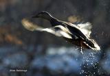 Backlit Ballistic Bird Burst