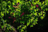 Morning Leaves