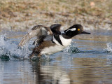 Departing H. Merganser