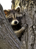 Rocky Raccoon