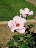 Dainty Bess - hybrid tea