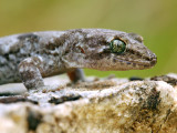 Mountain Gecko