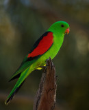 Red Shouldered Parrot