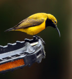 Male Sunbird