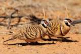 Spinifex Pigeons