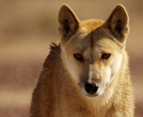 Dingo