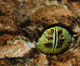 Northern Leaf Tailed Gecko Eye up Close