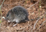 Long Haired Rat - Rattus villosissimus