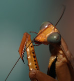 Mantis Head